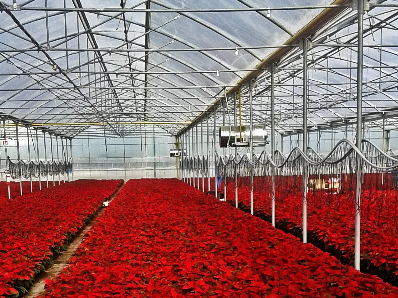 Тепловая пушка газовая Biemmedue GA/N 115 C